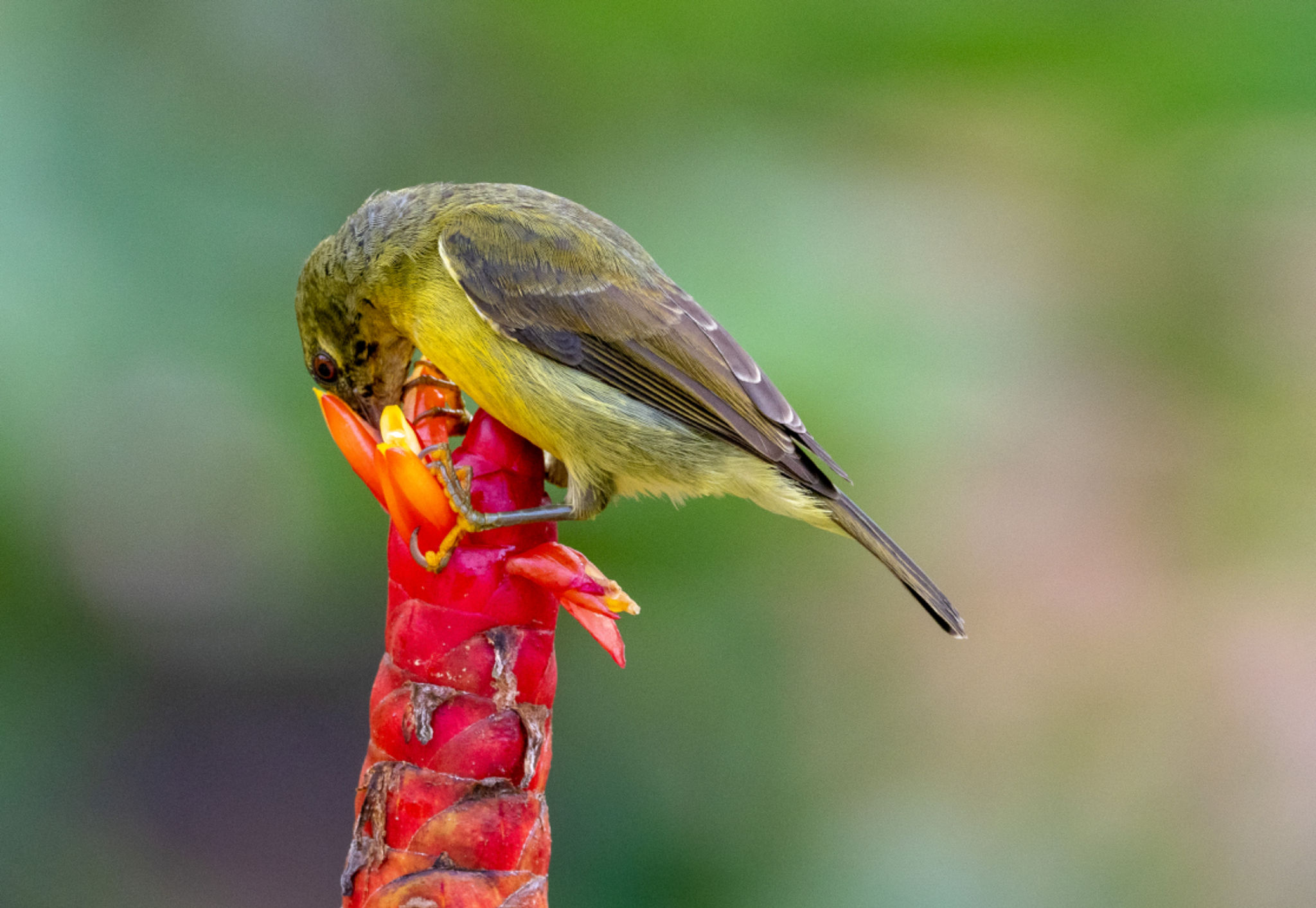 Yellow eared Spiderhunter 2